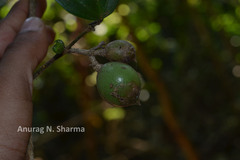 Strychnos wallichiana